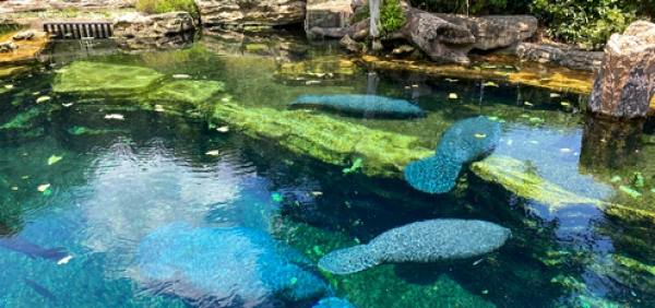 This Florida Manatee Season, Get to Know the Gentle “Sea Cow”
